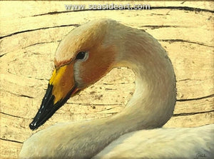 Whooper Swan