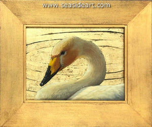 Whooper Swan