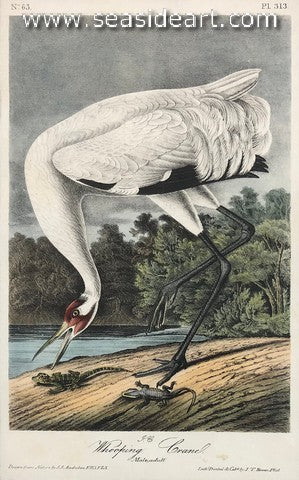 Whooping Crane