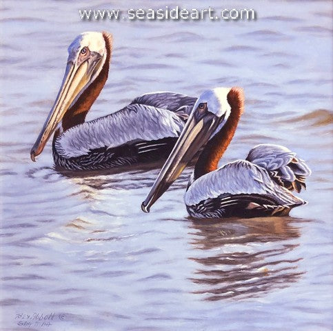 Brown Pelican Companions