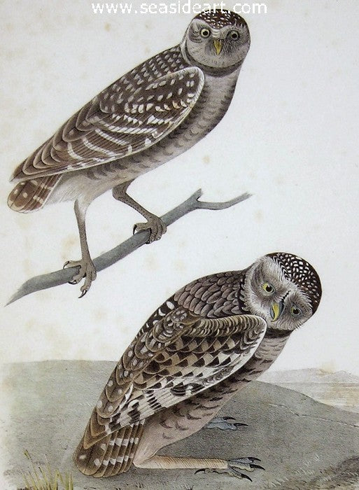 Burrowing Day Owl by John James Audubon - Seaside Art Gallery