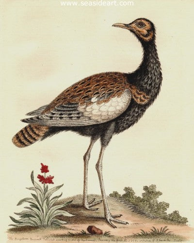 Bengallean Bustard by George Edwards - Seaside Art Gallery