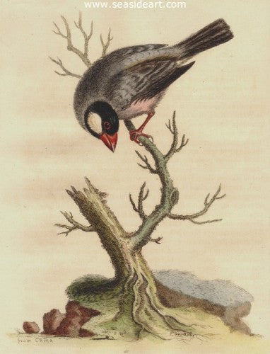 Bird From China by George Edwards - Seaside Art Gallery