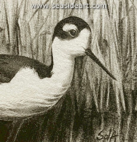 Black-necked Stilt