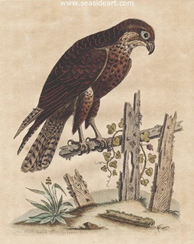 Black Hawk From Hudson’s Bay by George Edwards - Seaside Art Gallery