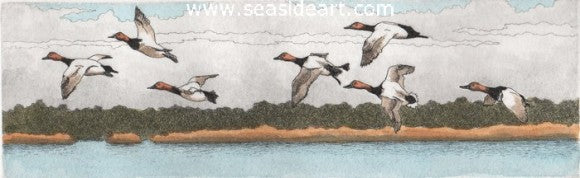Canvasbacks In Flight by David Hunter - Seaside Art Gallery