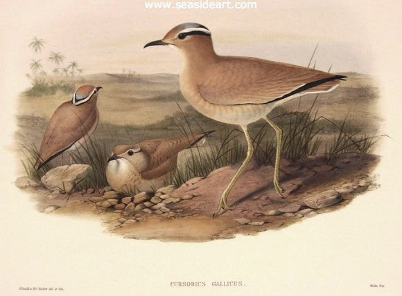 Cursorius Gallicus by John Gould - Seaside Art Gallery