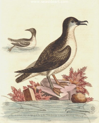 Guillemot & the Puffin of the Isle of Man by George Edwards - Seaside Art Gallery