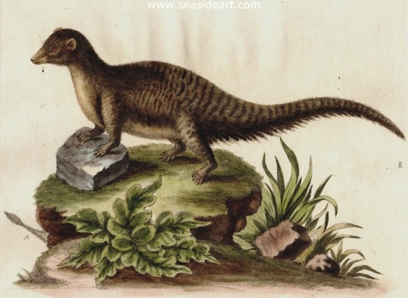 Icheneumon by George Edwards - Seaside Art Gallery