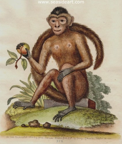 Little Bush-tailed Monkey from Surinam by George Edwards - Seaside Art Gallery