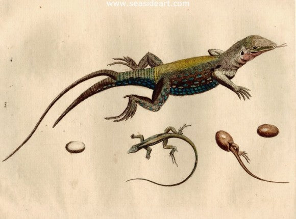 Lizard & Egg by George Edwards - Seaside Art Gallery