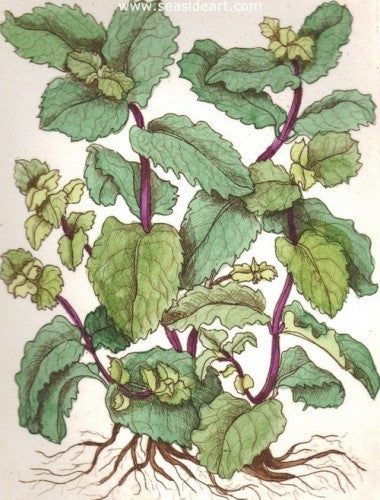 Mint by Carolyn A. Cohen - Seaside Art Gallery