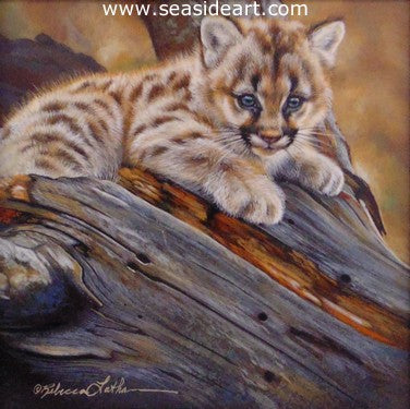 Mountain Lion Kitten