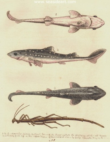 Mustelus Spinax, Bellonii & Insect called the Walking Stick by George Edwards - Seaside Art Gallery