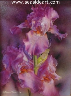 Pink Glow (Iris) - Seaside Art Gallery
