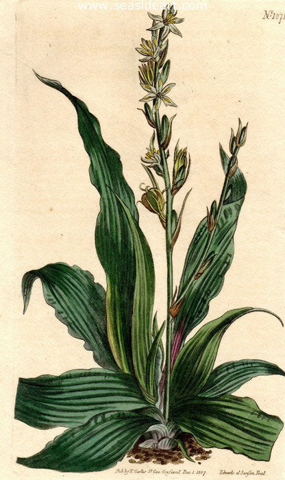 Plate No. 1071 by William Curtis - Seaside Art Gallery