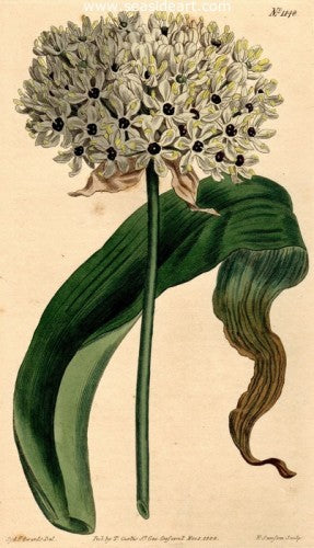 Plate No. 1148 by William Curtis - Seaside Art Gallery