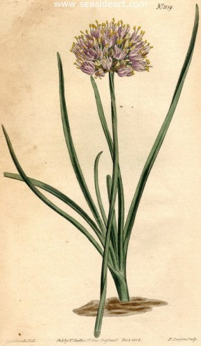 Plate No. 1149 by William Curtis - Seaside Art Gallery