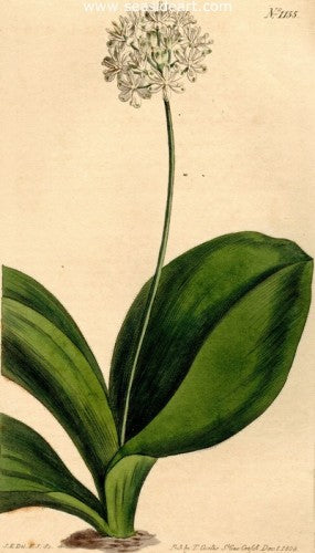 Plate No. 1155 by William Curtis - Seaside Art Gallery