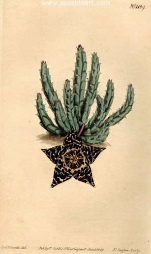 Plate No. 1169 by William Curtis - Seaside Art Gallery