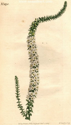 Plate No. 1170 by William Curtis - Seaside Art Gallery