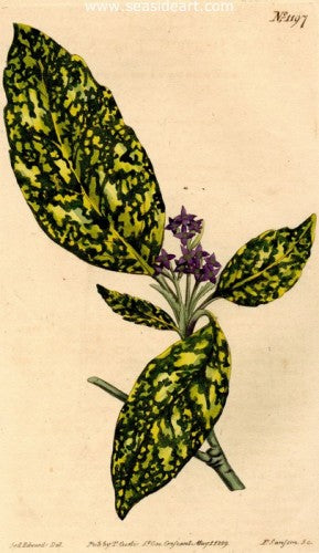 Plate No. 1197 by William Curtis - Seaside Art Gallery