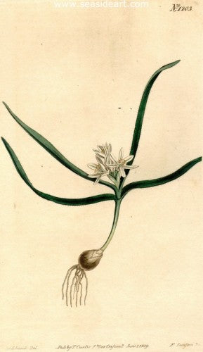 Plate No. 1203 by William Curtis - Seaside Art Gallery