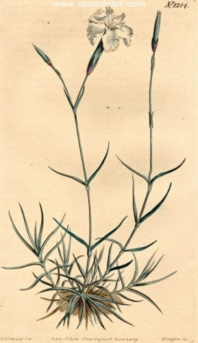 Plate No. 1204 by William Curtis - Seaside Art Gallery