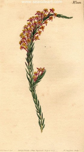 Plate No. 1212 by William Curtis - Seaside Art Gallery