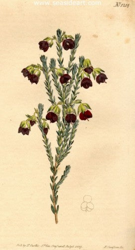 Plate No. 1214 by William Curtis - Seaside Art Gallery