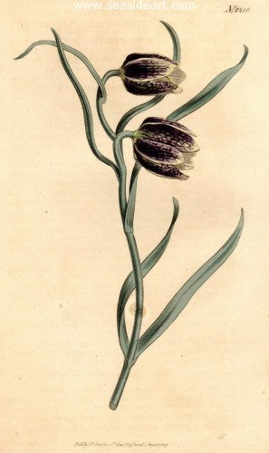 Plate No. 1216 by William Curtis - Seaside Art Gallery