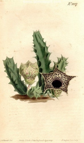 Plate No. 1227 by William Curtis - Seaside Art Gallery