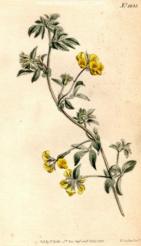 Plate No. 1233 by William Curtis - Seaside Art Gallery