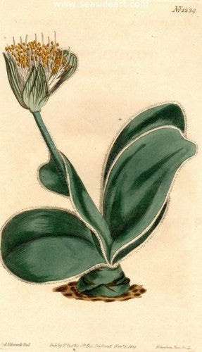 Plate No. 1239 by William Curtis - Seaside Art Gallery