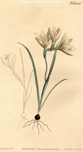 Plate No. 1255 by William Curtis - Seaside Art Gallery