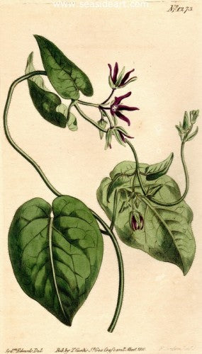 Plate No. 1273 by William Curtis - Seaside Art Gallery