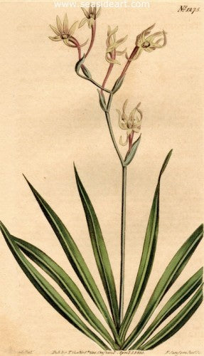 Plate No. 1275 by William Curtis - Seaside Art Gallery