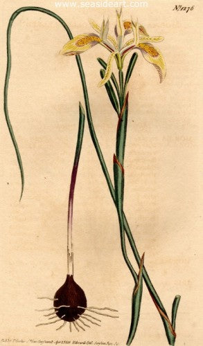 Plate No. 1276 by William Curtis - Seaside Art Gallery