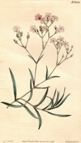 Plate No. 1281 by William Curtis - Seaside Art Gallery