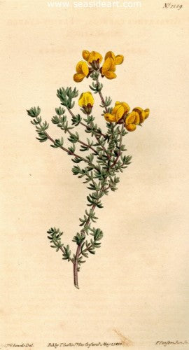 Plate No. 1289 by William Curtis - Seaside Art Gallery