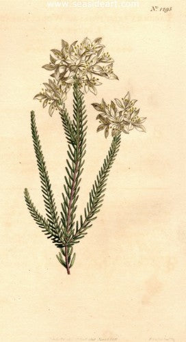 Plate No. 1295 by William Curtis - Seaside Art Gallery