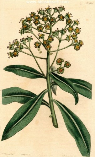 Plate No. 1305 by William Curtis - Seaside Art Gallery