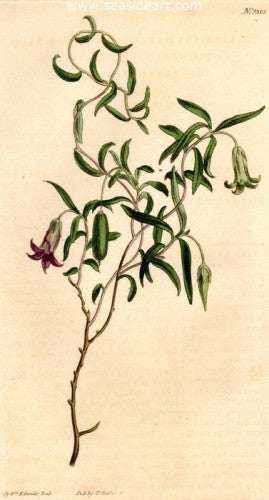 Plate No. 1313 by William Curtis - Seaside Art Gallery