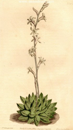 Plate No. 1314 by William Curtis - Seaside Art Gallery