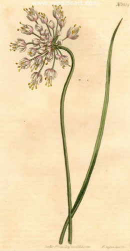 Plate No. 1324 by William Curtis - Seaside Art Gallery