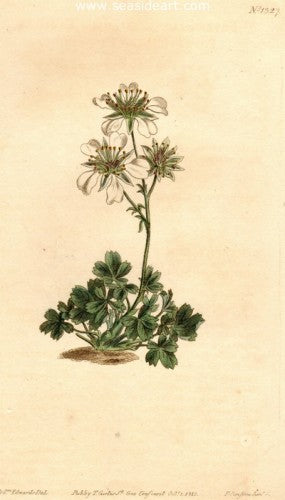 Plate No. 1327 by William Curtis - Seaside Art Gallery