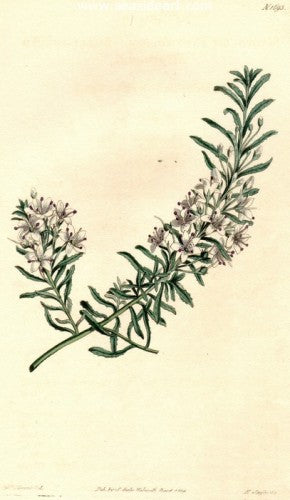 Plate No. 1693 by William Curtis - Seaside Art Gallery