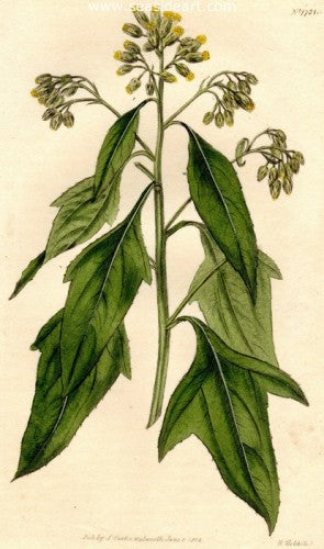 Plate No. 1734 by William Curtis - Seaside Art Gallery