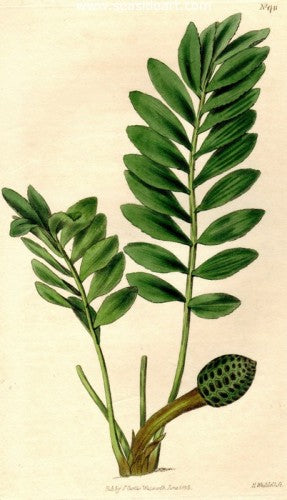 Plate No. 1741 by William Curtis - Seaside Art Gallery