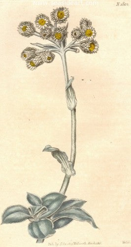 Plate No. 1802 by William Curtis - Seaside Art Gallery